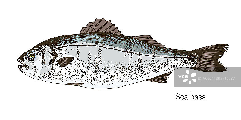 手绘写实海鲈鱼图片素材