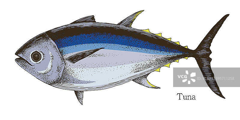 手绘逼真金枪鱼图片素材