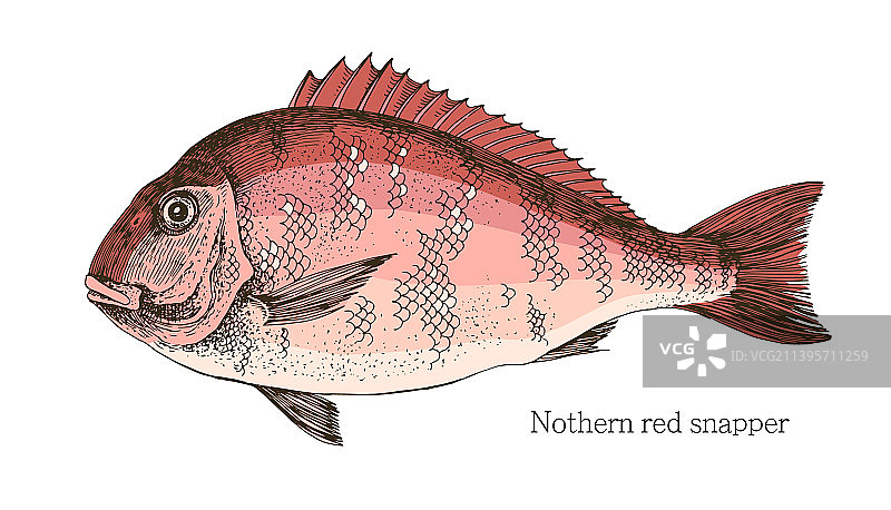 手绘逼真红鲷鱼图片素材