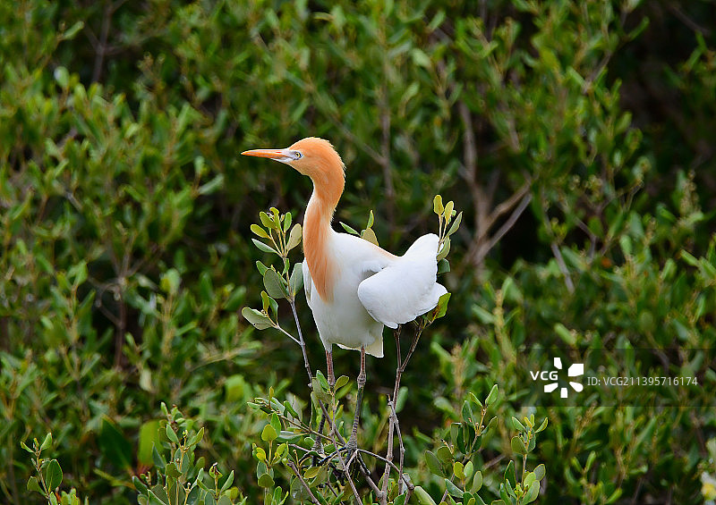 广东省惠州市惠东盐洲岛白沙村红树林海洋湿地公园繁殖期牛背鹭图片素材