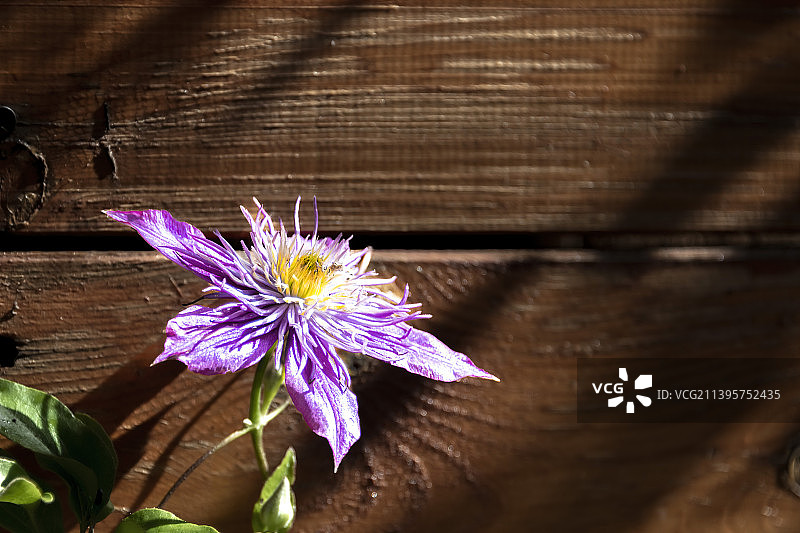 铁线莲花图片素材