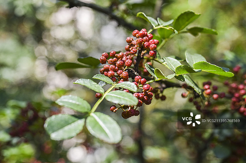 四川花椒图片素材