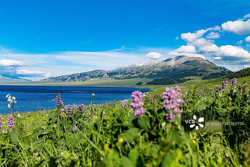 新疆博尔塔拉蒙古自治州博乐市赛里木湖金花紫卉图片素材