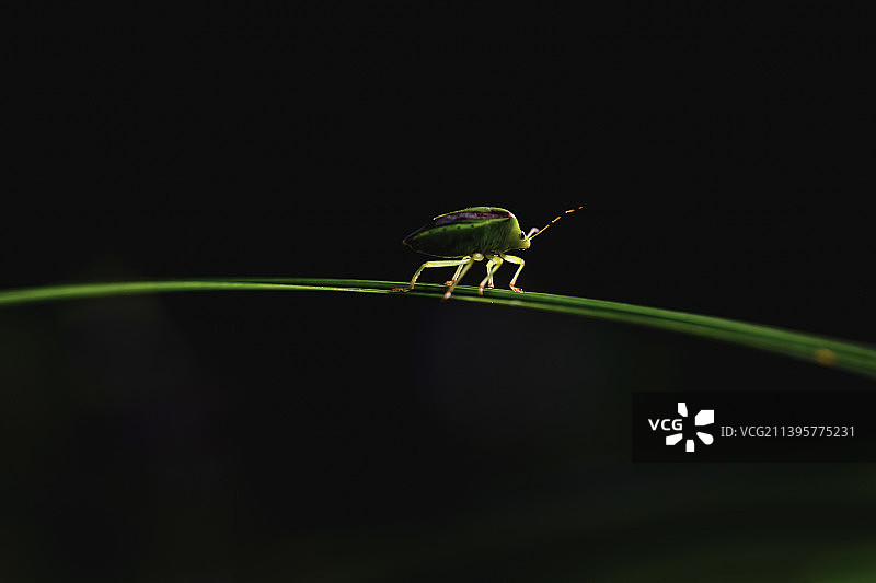 独木桥上的蝽图片素材