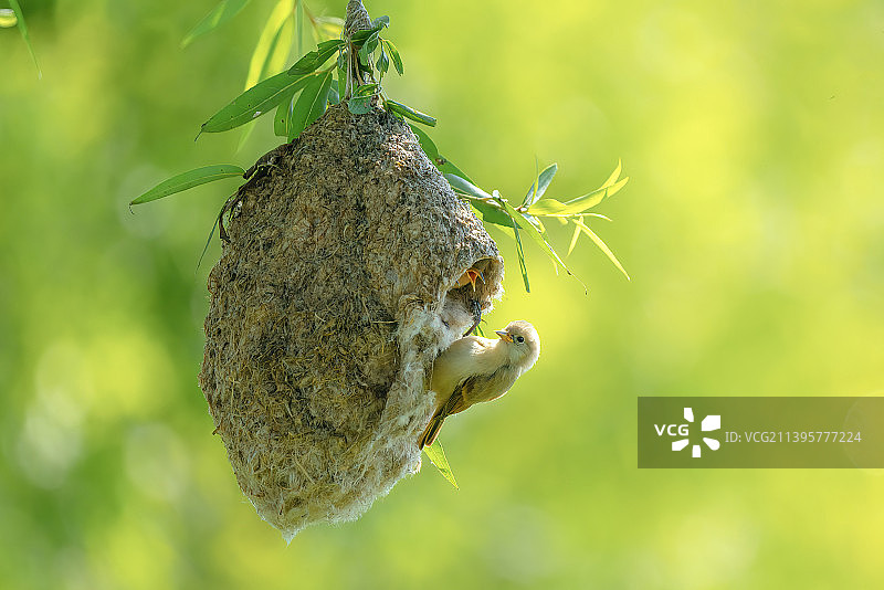 邻居家小鸟来串门图片素材