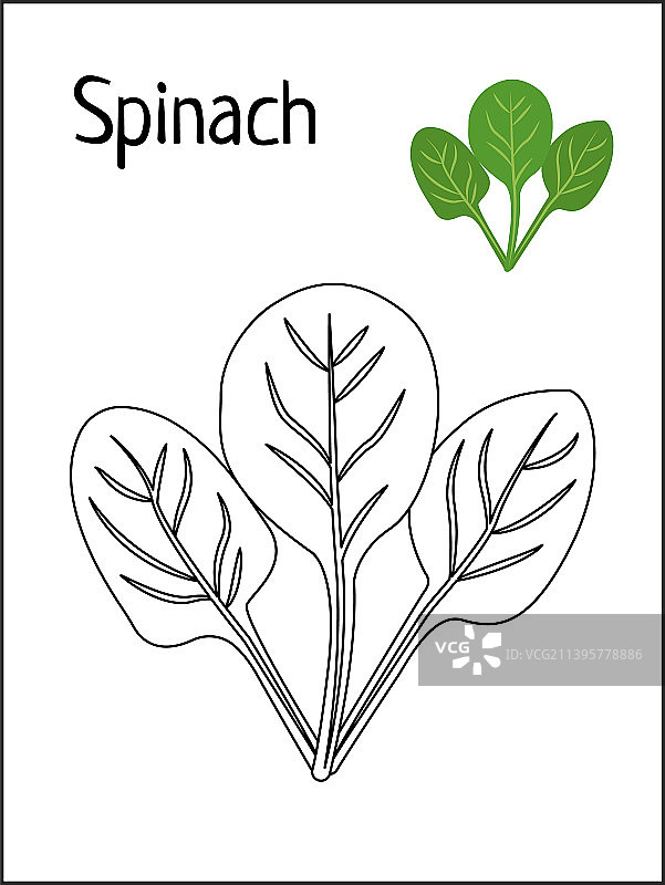 儿童菠菜着色页图片素材