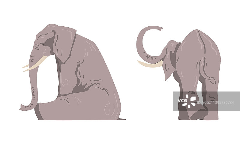 非洲大象：具有象鼻和象牙的大型动物图片素材