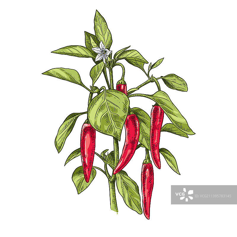 手绘辣椒图片素材