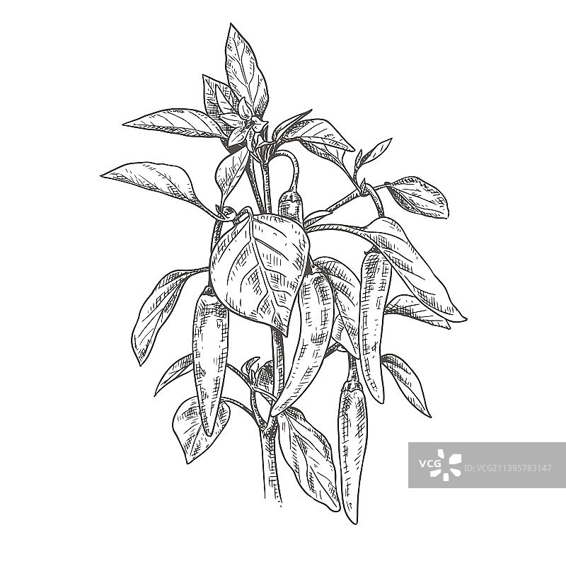 手绘辣椒图片素材