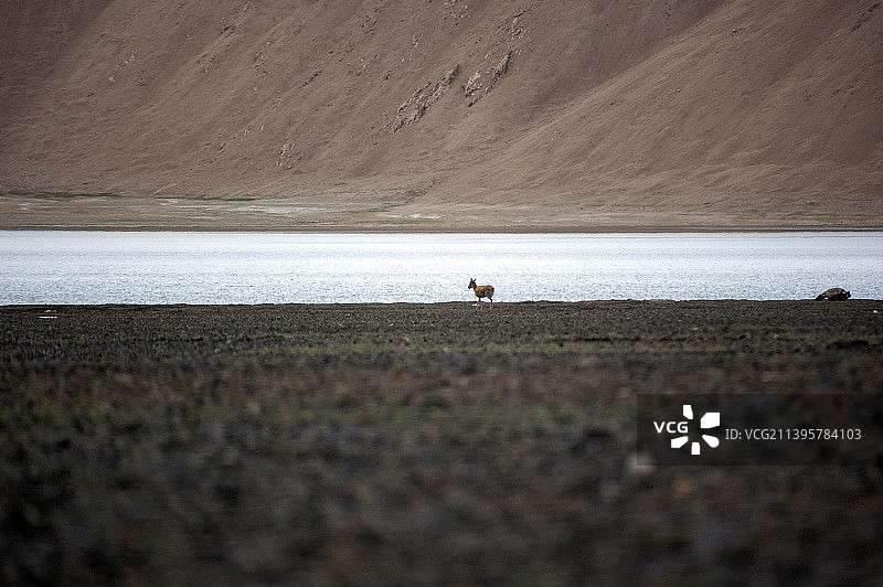 中国新疆西藏旅游风景图 219国道自行车旅行 死人沟湖泊 湖边一只羚羊 鹿 野生动物图片素材
