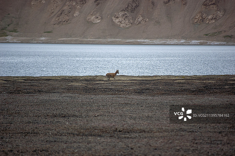 中国新疆西藏旅游风景图 219国道自行车旅行 死人沟湖边的一只羚羊鹿 藏羚羊 野生动物图片素材