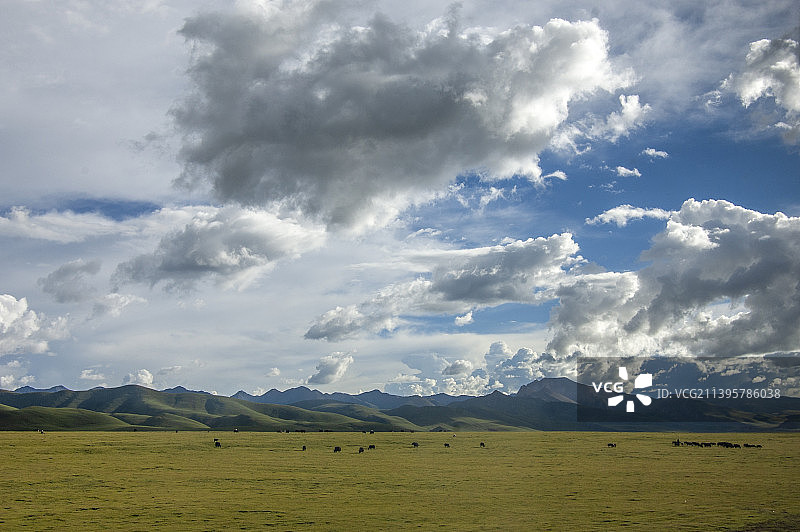中国新疆西藏旅游风景图 219国道自行车旅行 草原蓝天白云 野牛吃草牛群 山脉雪山冰川图片素材