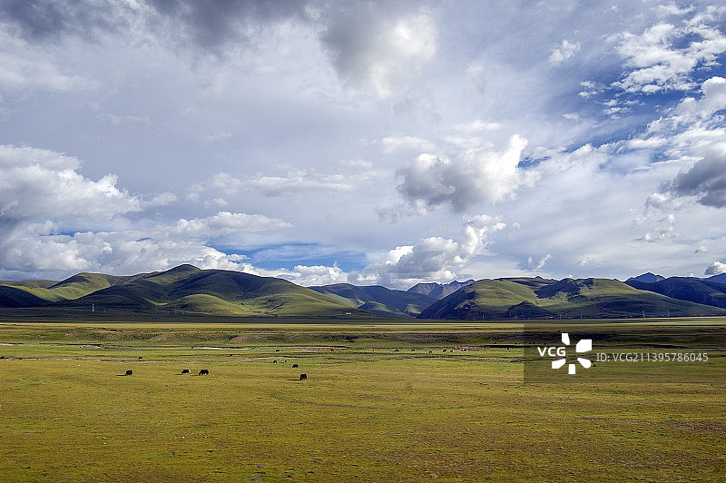 中国新疆西藏旅游风景图 219国道自行车旅行 草原蓝天白云 野牛吃草牛群 山脉雪山冰川图片素材