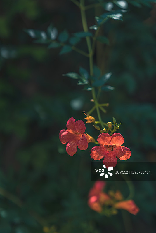 桐庐 石舍村 凌霄花图片素材