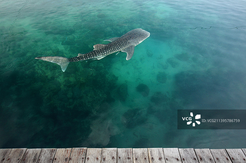鲸鲨、海洋生物、游弋、鲨鱼、动物、保护动物、海洋生态图片素材