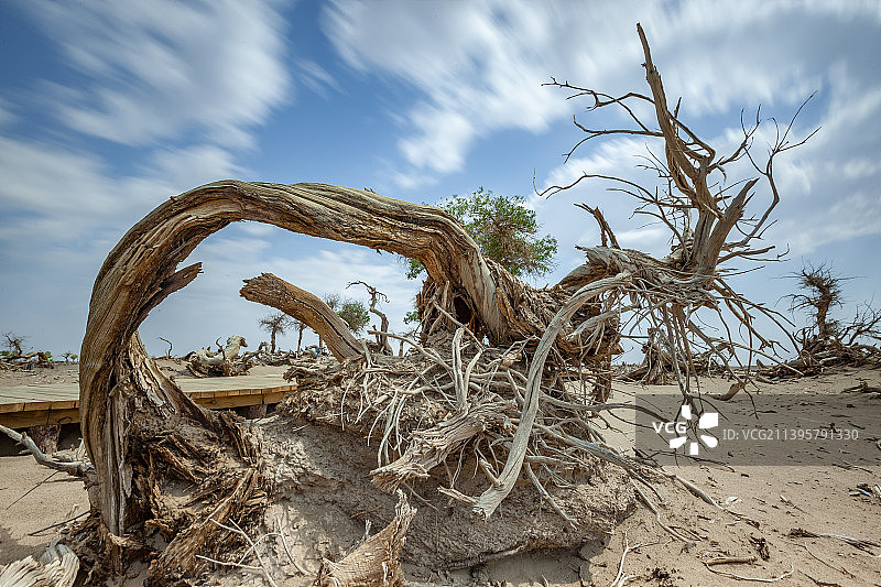 怪树林、苍凉、千年胡杨林、神秘、历史、枯树、沙漠、荒漠、荒野、抽象、图片素材