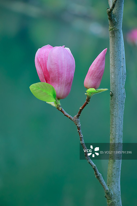含苞待放的紫玉兰花蕾花苞特写木兰科落叶灌木图片素材