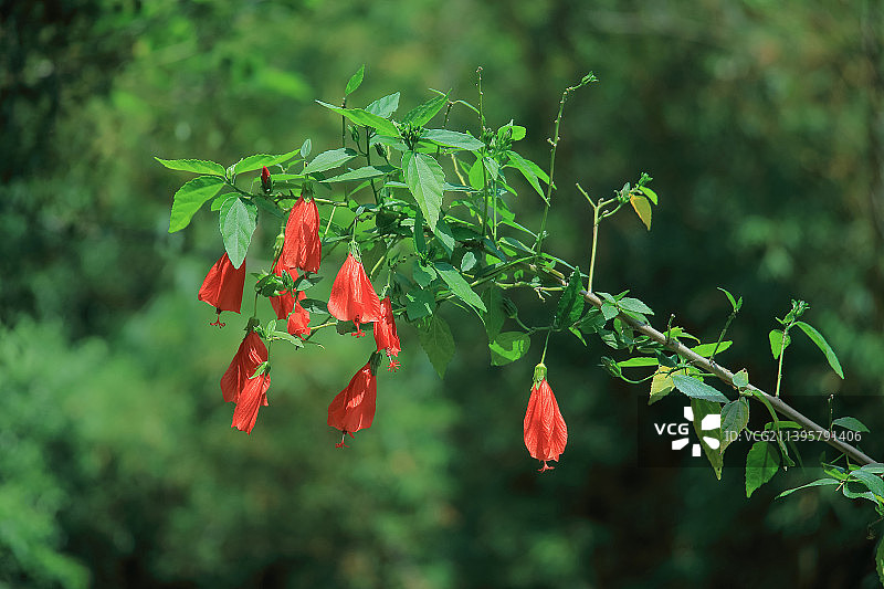 一树枝常绿灌木植物园林观赏大红花朱槿花扶桑花图片素材