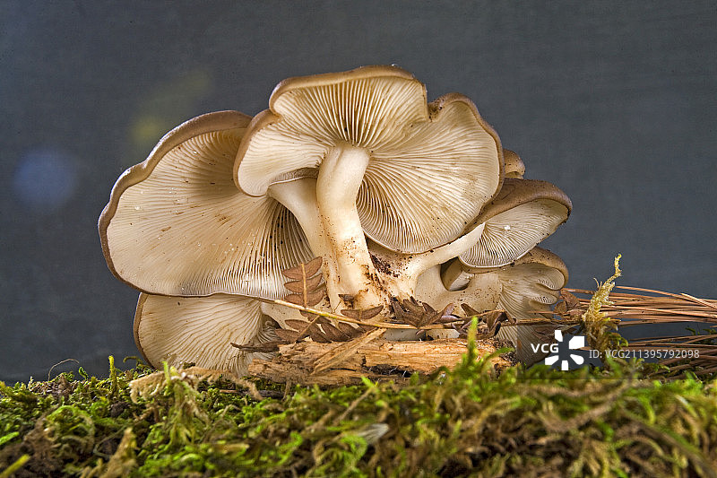 炸鸡蘑菇图片素材