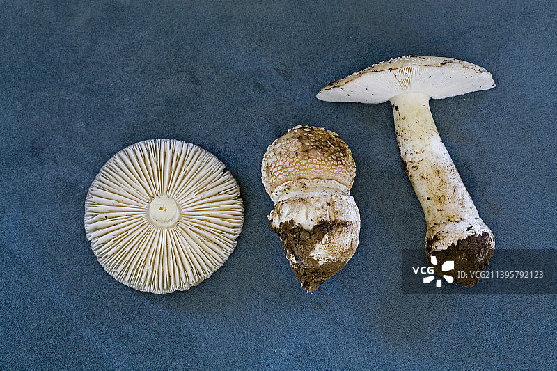 豹斑蘑菇图片素材