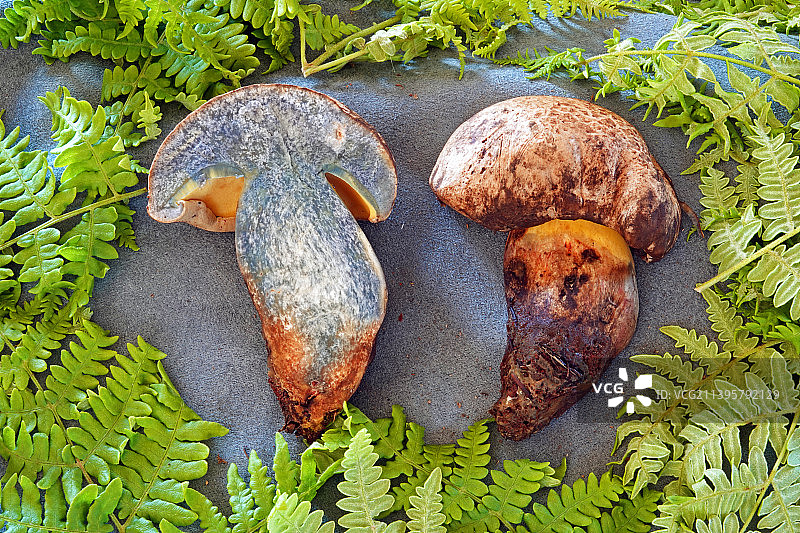 苦味牛肝菌图片素材