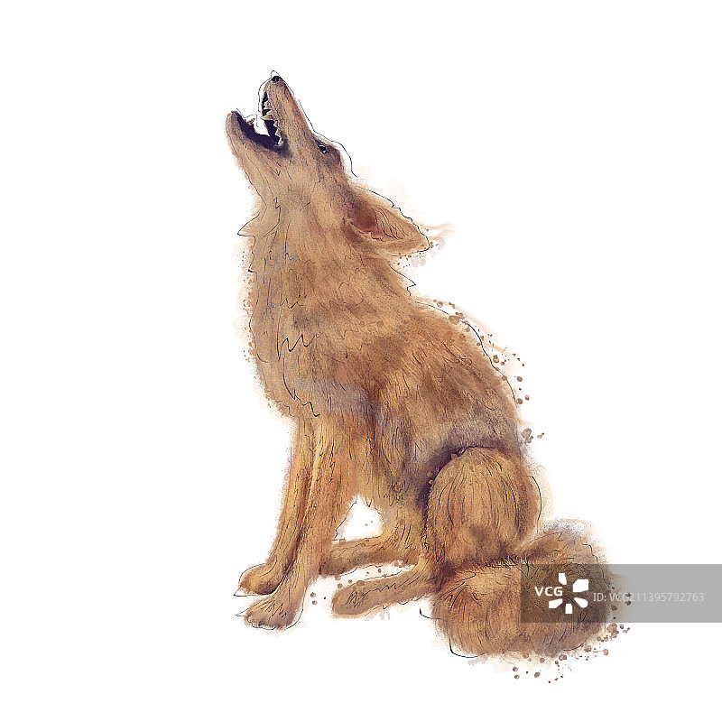 白色背景下的狗特写图片素材