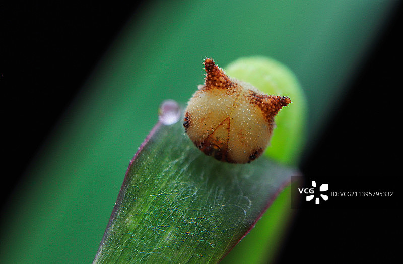 一只头部像猫一样的可爱毛虫图片素材