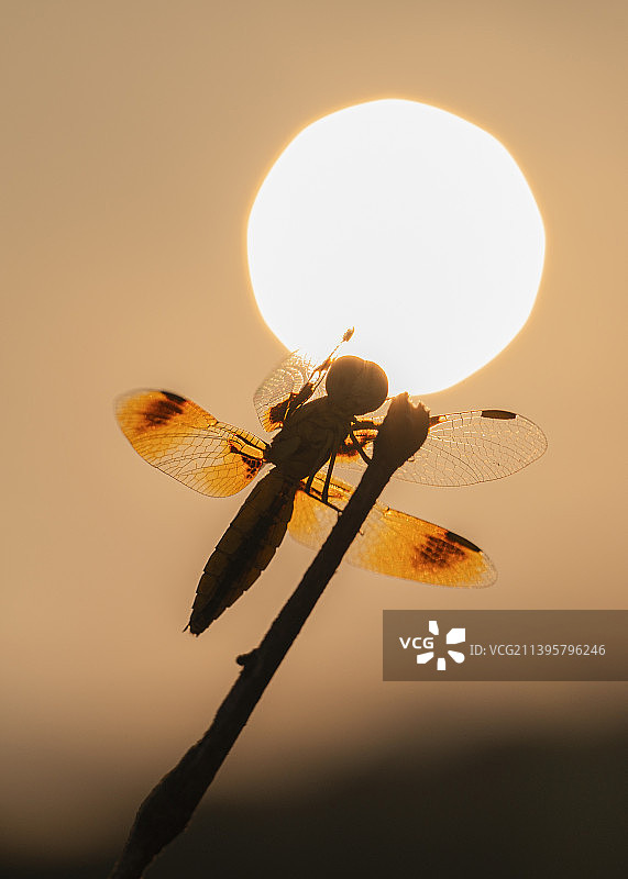 日出下的蜻蜓图片素材