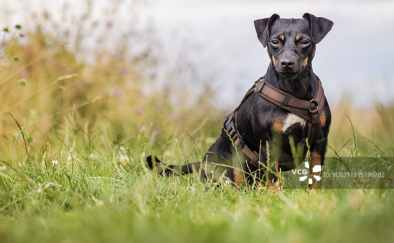 纯种狗坐在田野上，德国温特贝格图片素材