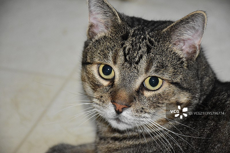 虎斑猫的特写肖像图片素材