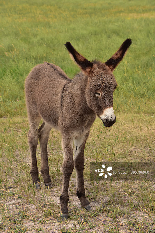 站在田野里的蓬松深色小驴图片素材