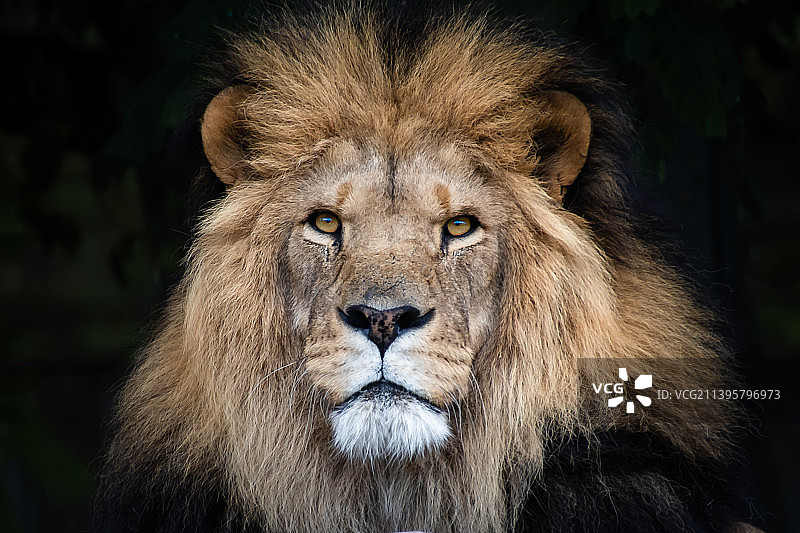 狮子特写图片素材