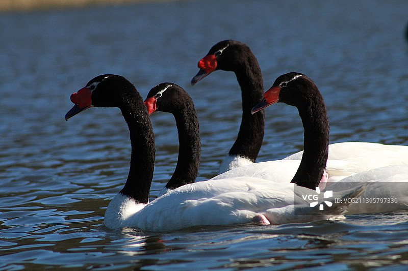 在湖中游泳的天鹅特写，智利瓦尔迪维亚图片素材