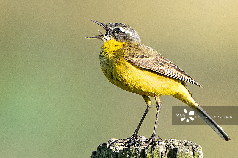 特写：歌鸲栖息在木头上图片素材