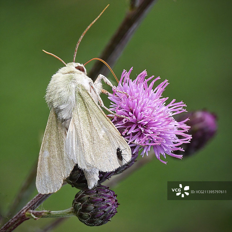 蝴蝶在花上授粉的特写图片素材