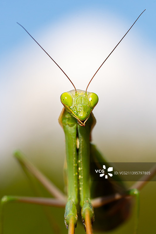 蚱蜢在植物上的特写图片素材