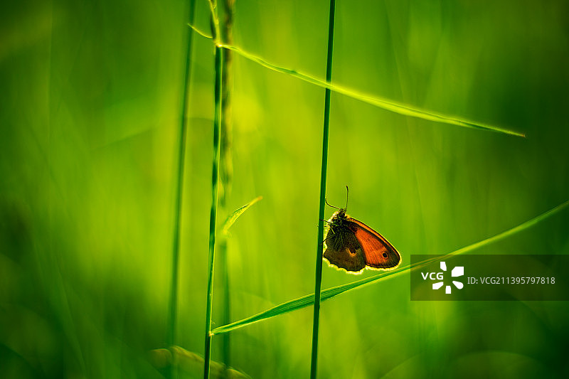 蝴蝶在树叶上的特写图片素材