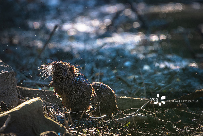 特写：陆地上的动物头骨图片素材