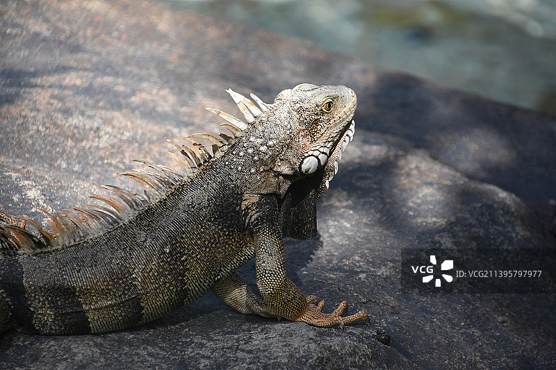 深灰色蜥蜴带橙色尖刺图片素材