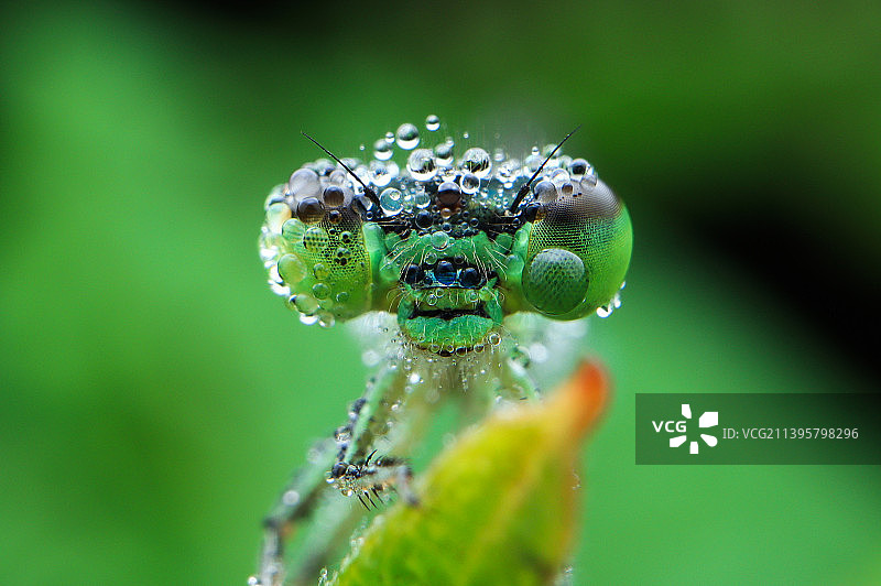 头部沾了露水的豆娘头部特写蜻蜓图片素材