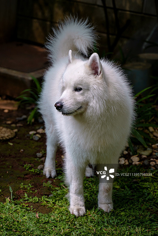 他的名字是巴尔托，他是一只萨摩耶犬图片素材