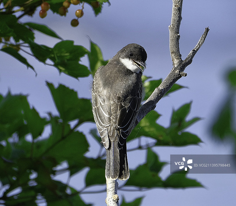 小鸟栖息在树上的低角度视图图片素材