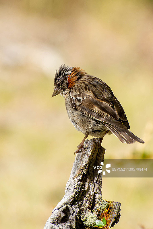 阿根廷圣克鲁斯省，栖息在树枝上的歌雀特写镜头图片素材