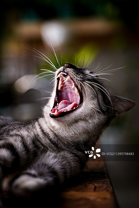 她的名字是Cipul，是一只本地猫图片素材