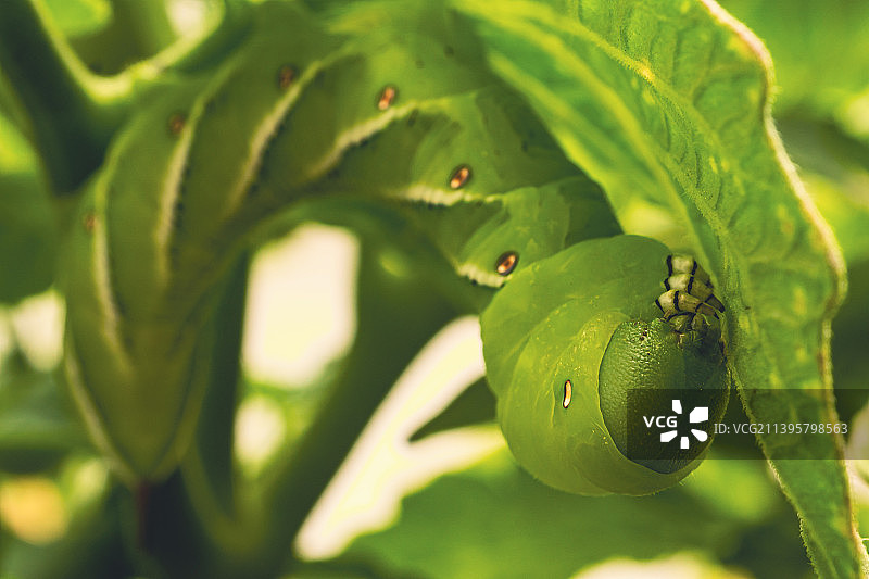 美国科罗纳德尔玛植物上生长的水果特写图片素材