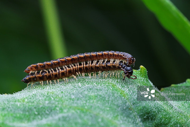 交配中的马陆虫图片素材