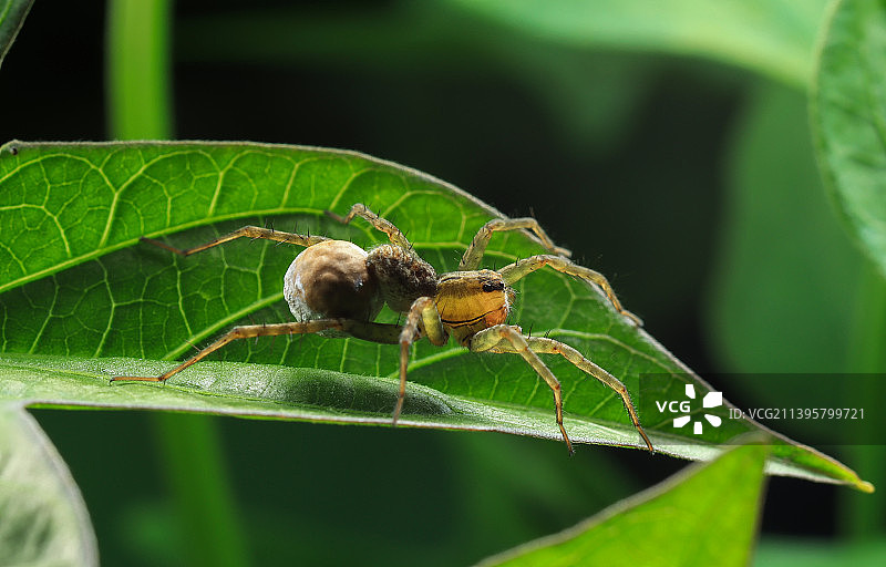 带着卵囊的蜘蛛图片素材