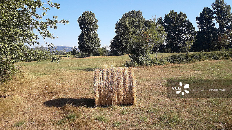 田野上的树木映衬着天空图片素材