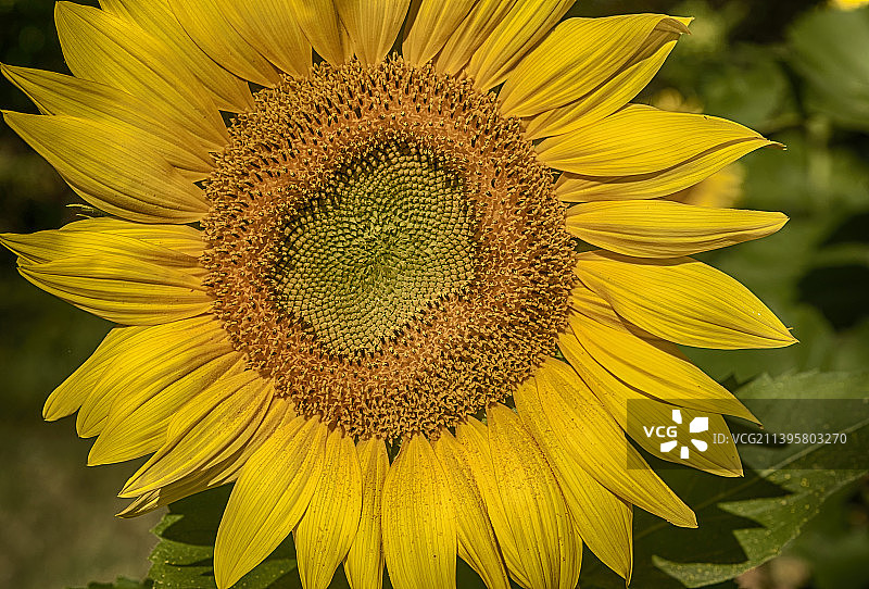 美国达洛尼格的向日葵特写图片素材