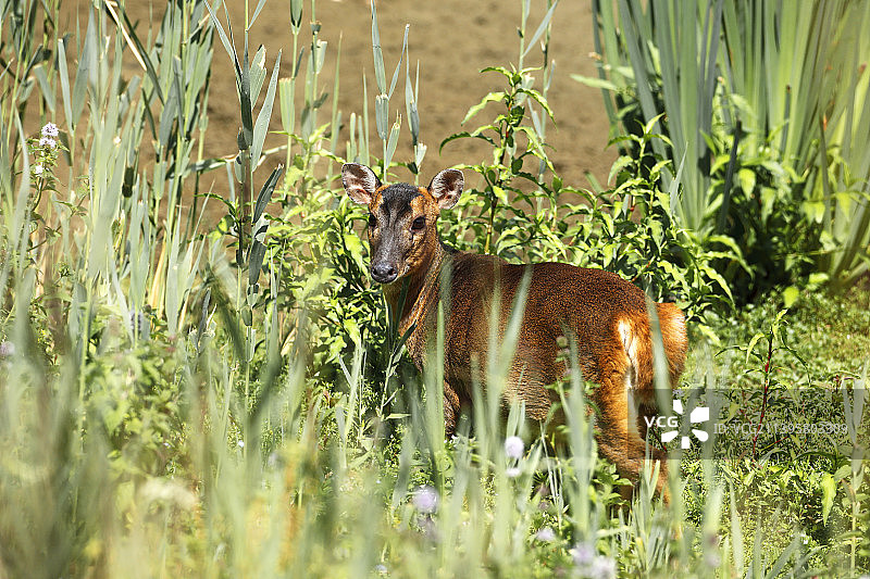英国布兰登沼泽自然保护区中的小麂鹿肖像图片素材